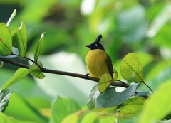 Rubigula flaviventris