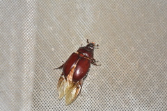 Strategus aloeus