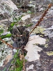 Orobanche amethystea