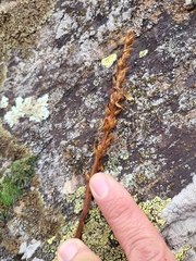 Orobanche amethystea