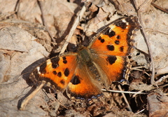 Nymphalis xanthomelas