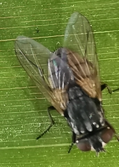 Musca domestica