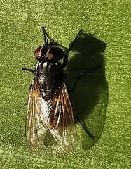 Musca domestica