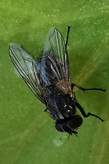 Musca domestica