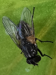 Musca domestica