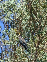 Phalacrocorax carbo