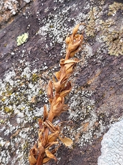 Orobanche amethystea