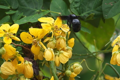 Senna bacillaris