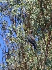 Phalacrocorax carbo