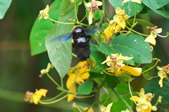 Senna bacillaris