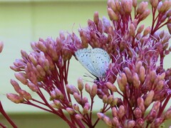 Celastrina neglecta