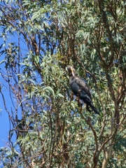 Phalacrocorax carbo