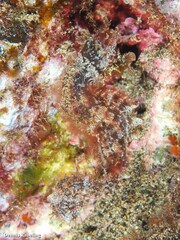 Hippocampus hippocampus