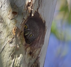 Glaucidium gnoma