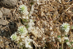 Gomphrena celosioides