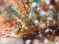 Parablennius incognitus