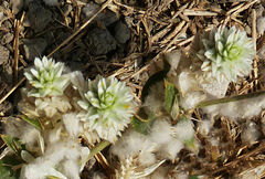Gomphrena celosioides
