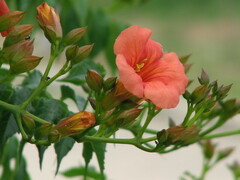 Campsis grandiflora