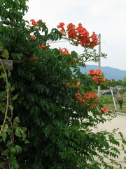 Campsis grandiflora