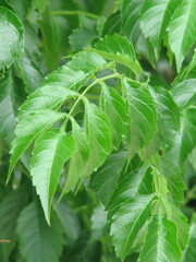 Campsis grandiflora