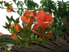 Campsis grandiflora