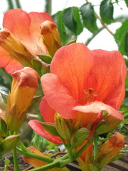 Campsis grandiflora