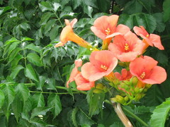 Campsis grandiflora