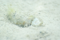 Gibberulus gibberulus