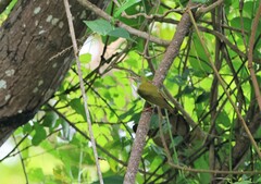 Arachnothera modesta