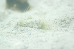 Gibberulus gibberulus