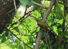 Arachnothera modesta