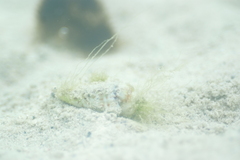 Gibberulus gibberulus