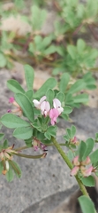Lotus glinoides