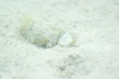Gibberulus gibberulus