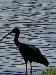 Plegadis falcinellus