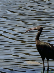 Plegadis falcinellus