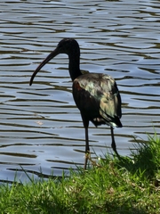 Plegadis falcinellus
