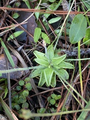 Pinguicula pumila