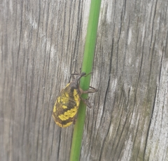 Ileomus