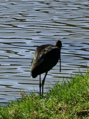 Plegadis falcinellus