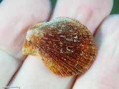Talochlamys