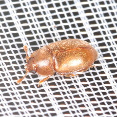 Epuraea melanocephala