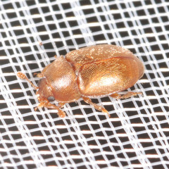 Epuraea melanocephala