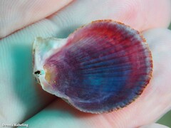 Talochlamys