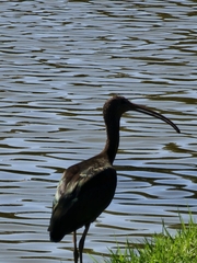 Plegadis falcinellus