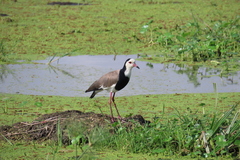 Vanellus crassirostris