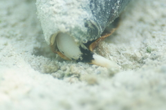 Conus leopardus