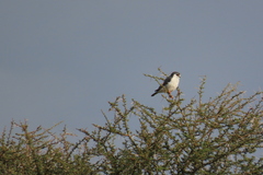 Polihierax semitorquatus