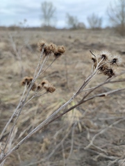 Arctium tomentosum