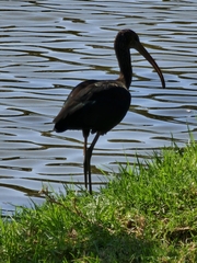 Plegadis falcinellus
